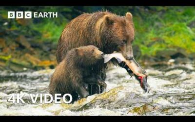 Cub Swept up in Raging Rapids | 4K UHD | BBC Earth