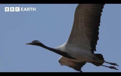 Migrating Cranes Face Deadly Attacks Over the Himalayas | BBC Earth