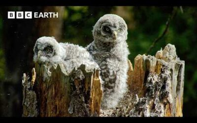 The Most Dangerous Leap a Baby Owl Will Ever Take | BBC Earth