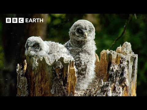The Most Dangerous Leap a Baby Owl Will Ever Take | BBC Earth