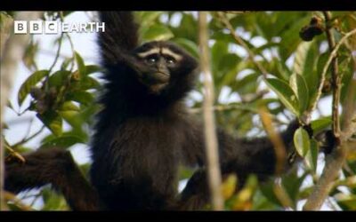 Exploring the Himalayas: From the Valley of Flowers to India’s Only Ape | BBC Earth