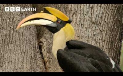 The Incredible 4-Month Lockdown For Hornbill Mothers | Hidden India | BBC Earth