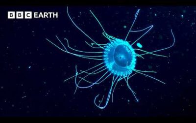 Two Hours of Breathtaking Wildlife Adventures | BBC Earth