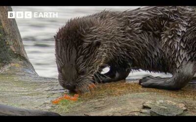 When Yellowstone’s Rivers Become a Predator Playground | BBC Earth