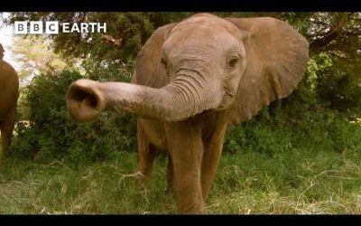 Deadly Error In Judgement from Young Elephant Leader | BBC Earth