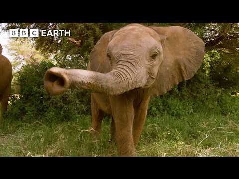 Deadly Error In Judgement from Young Elephant Leader | BBC Earth