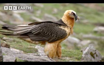 The Himalayan Predator That Eats Bones to Survive | Hidden India | BBC Earth