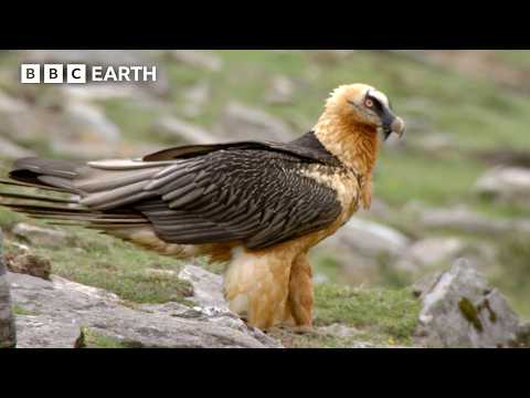 The Himalayan Predator That Eats Bones to Survive | Hidden India | BBC Earth