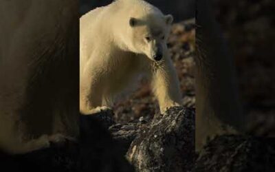 A deadly marine mammal 🐻‍❄️ #Shorts #Animals #PolarBear
