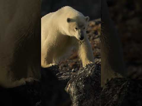 A deadly marine mammal 🐻‍❄️ #Shorts #Animals #PolarBear