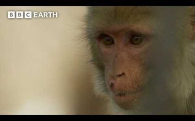 Bartering Monkeys Block Bridge Crossing | Hidden India | BBC Earth