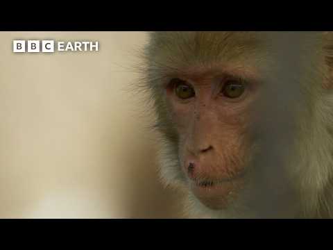 Bartering Monkeys Block Bridge Crossing | Hidden India | BBC Earth