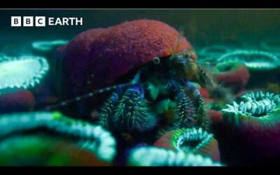 Asia’s Hidden Wildlife Wonders Caught On Camera | BBC Earth