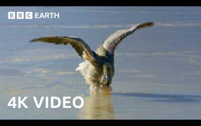 Frozen Salt Lake Turns Deadly For Flamingo Chicks | BBC Earth