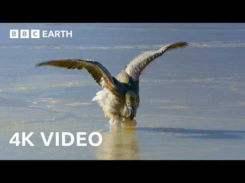 Frozen Salt Lake Turns Deadly For Flamingo Chicks | BBC Earth