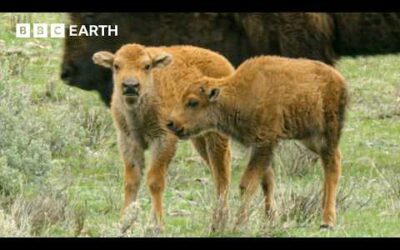Bison Calf vs Wolf Pack: Can the Herd Save Him in Time? | BBC Earth