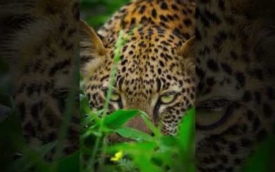 Eye to eye with the elusive leopard 🐆 #Leopard #Animals #Shorts #Photography