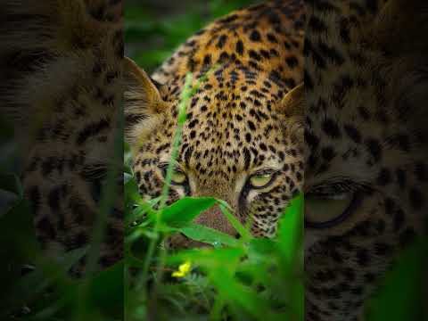 Eye to eye with the elusive leopard 🐆 #Leopard #Animals #Shorts #Photography