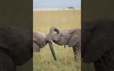 A trunk with many uses 💚 🐘 #Elephant #Animals #Wildlife #Photography #Shorts
