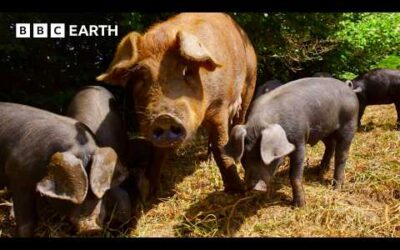 Clever Piglets Outsmart Scientists to Sniff Out Strawberries | BBC Earth