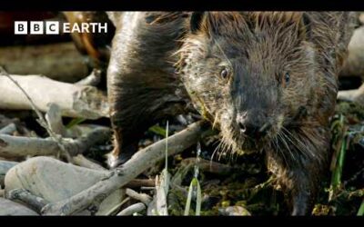 Master Builders of the Wild: Beavers at Work | BBC Earth