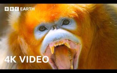 Greatest Fights in the Animal Kingdom In 4K | BBC Earth