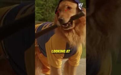 Your Dog Could Be In The Next Air Bud Movie If… 👀