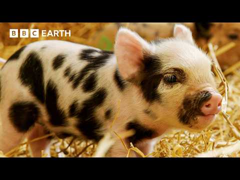 Piglets vs Piglets in the Hidden Milk Wars | BBC Earth