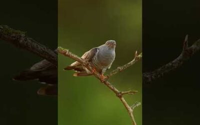 Males often sing this two-note tune from a perch to attract females during breeding season 🐦 #Shorts