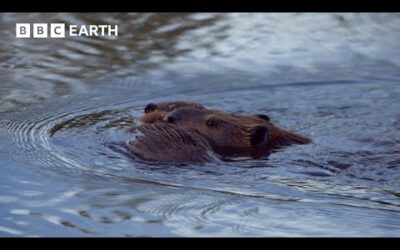 A Beaver Mother’s Race Against Time | BBC Earth