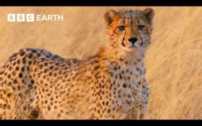 Cheetah Mum Hunts to Feed Hungry Cubs | Big Cats 24/7 | BBC Earth