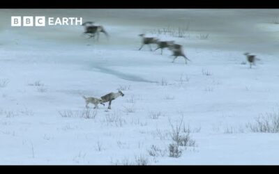 Lone Wolf vs Caribou Herd | Nature’s Great Migrations | BBC Earth