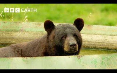 Bear Family Searches for Water | Wild Mexico | BBC Earth