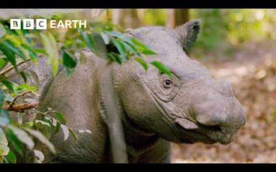Six Rare Rhino Moments | BBC Earth
