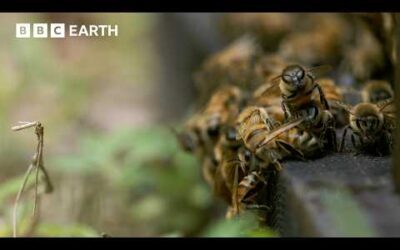 A Team Of Experts Outsmart A Young Black Bear | Wild Japan | BBC Earth