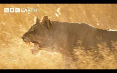 Lion Pride Fights to Stay Alive | Big Cats 24/7 | BBC Earth