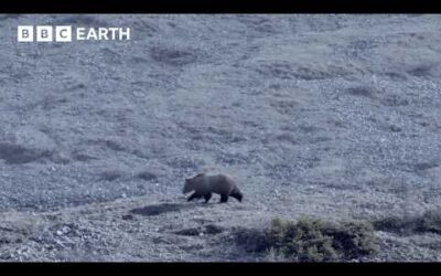Will This Caribou Herd Survive? | Nature’s Great Migrations | BBC Earth
