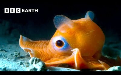 🔴 LIVE: Wild Animals: Most Incredible Moments Caught on Camera | BBC Earth