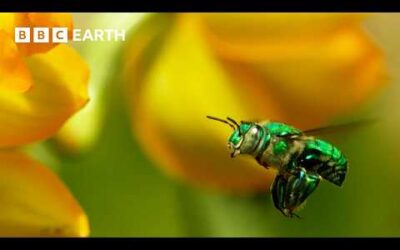 Flower’s Hypnotic Perfume Makes Orchid Bees Go Wild | Wild Mexico | BBC Earth