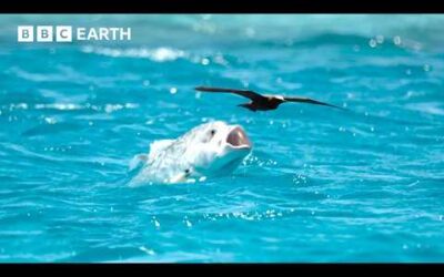 Animals Battling for Survival Narrated by David Attenborough | BBC Earth