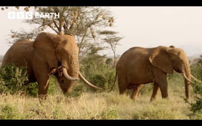 Determined Elephant Protects His Mate | Nature’s Great Migrations | BBC Earth