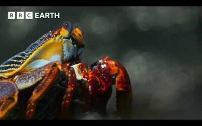 Incredible Wildlife Scenes Narrated By David Attenborough | BBC Earth