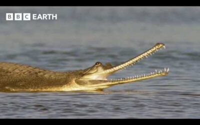 Dark of Night Conceals One of India’s Strangest Inhabitants | Hidden India | BBC Earth