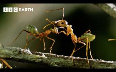Two Hours of Breathtaking Wildlife Scenes Narrated by David Attenborough | BBC Earth