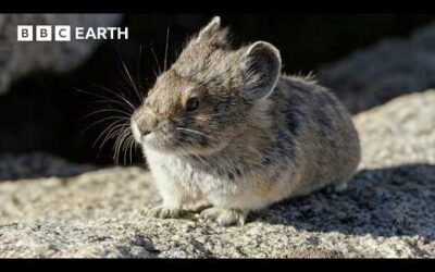 How Butterflies, Hummingbirds & Pikas Brave Yellowstone’s Harsh Summers | BBC Earth