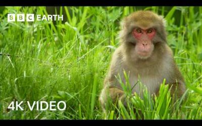 Shiba Inu Dog vs Thieving Monkeys in Japan | 4K UHD | Wild Japan | BBC Earth