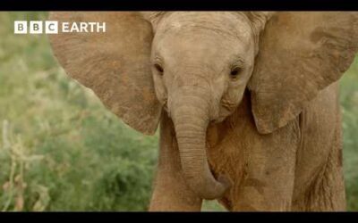Orphaned Elephants in Search of a New Family | Nature’s Great Migrations | BBC Earth