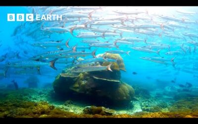 🔴 LIVE: Incredible Wildlife Scenes Narrated by David Attenborough | BBC Earth