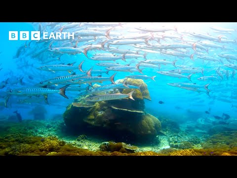 🔴 LIVE: Incredible Wildlife Scenes Narrated by David Attenborough | BBC Earth