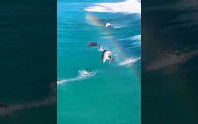 A leap of pure joy 🐬 🌈 #Shorts #Dolphin #Animals